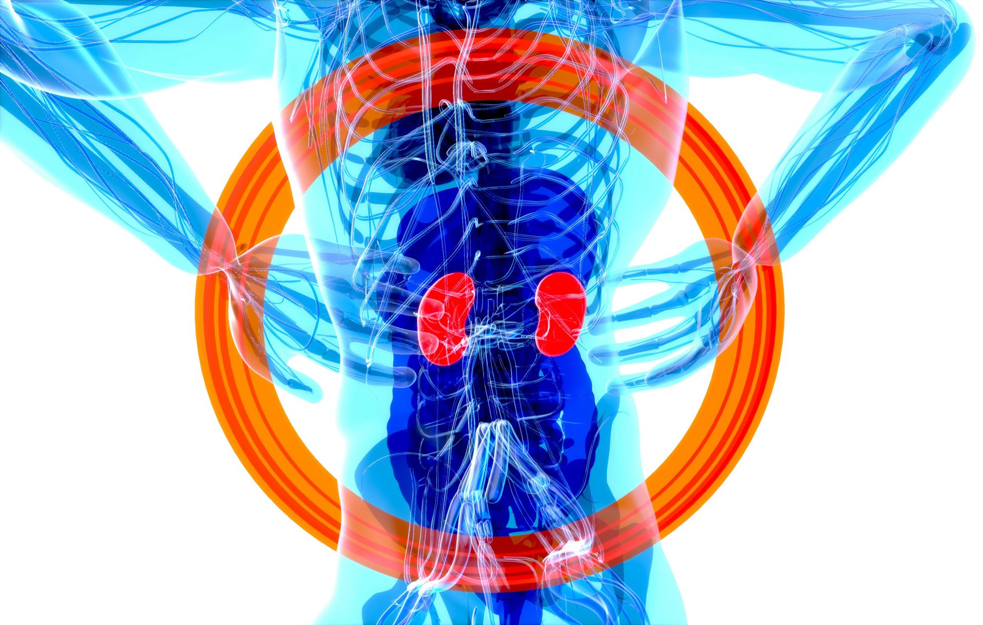 Kidneys